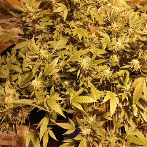 Dosi and lemons SuperVeg. Week 29 - Dosi