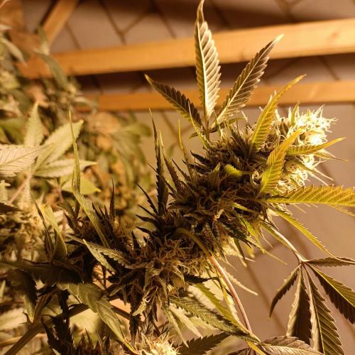 Dosi and lemons SuperVeg. Week 29 - Dosi