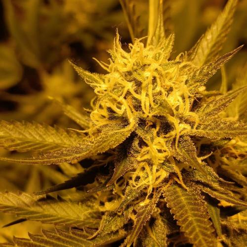 Dosi and lemons SuperVeg. Week 29 - Dosi