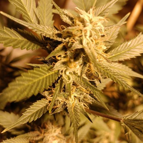 Dosi and lemons SuperVeg. Week 29 - Dosi