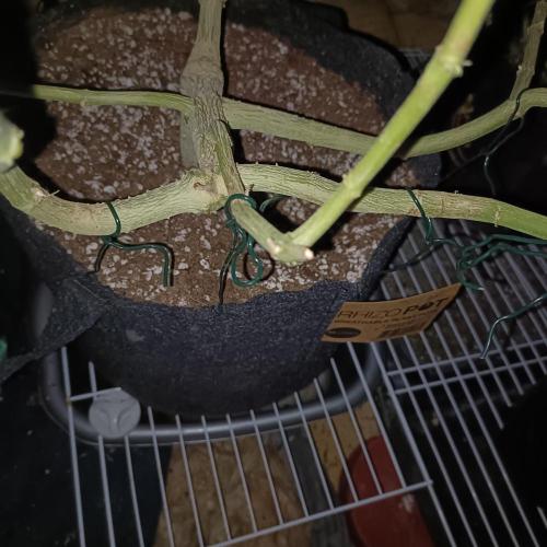 Dosi and lemons SuperVeg. Week 30 - Dosi