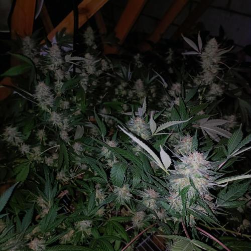 Dosi and lemons SuperVeg. Week 30 - Dosi