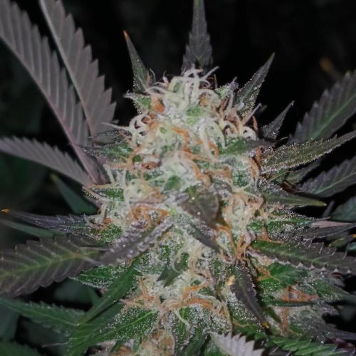 Dosi and lemons SuperVeg. Week 30 - Dosi