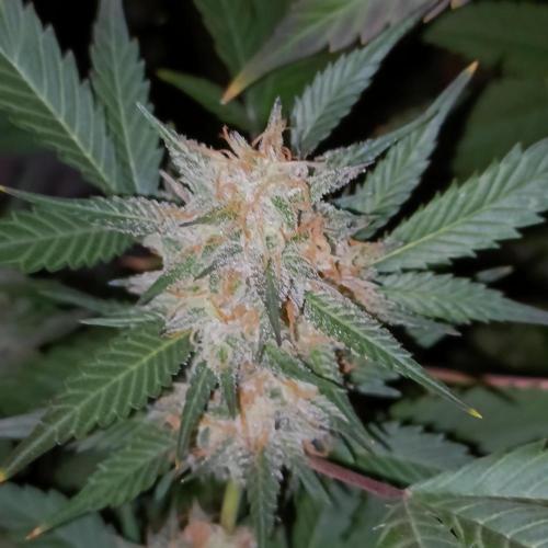 Dosi and lemons SuperVeg. Week 30 - Dosi 