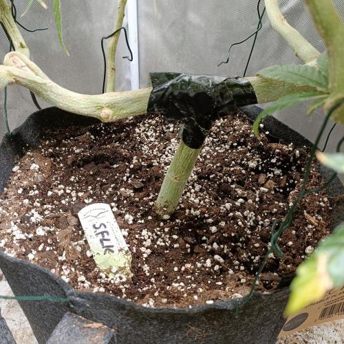 Dosi and lemons SuperVeg. Week 30 - Lemons