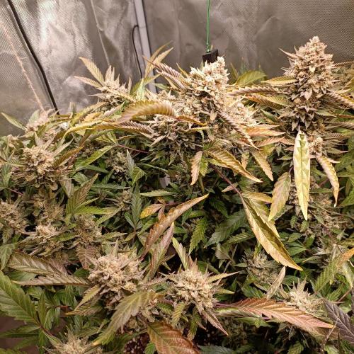 Dosi and lemons SuperVeg. Week 30 - Lemons