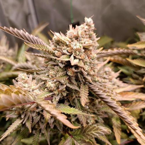 Dosi and lemons SuperVeg. Week 30 - Lemons