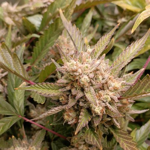 Dosi and lemons SuperVeg. Week 30 - Lemons