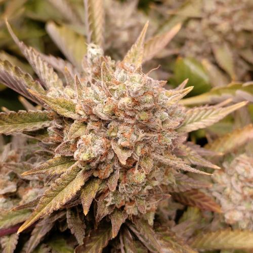 Dosi and lemons SuperVeg. Week 30 - Lemons