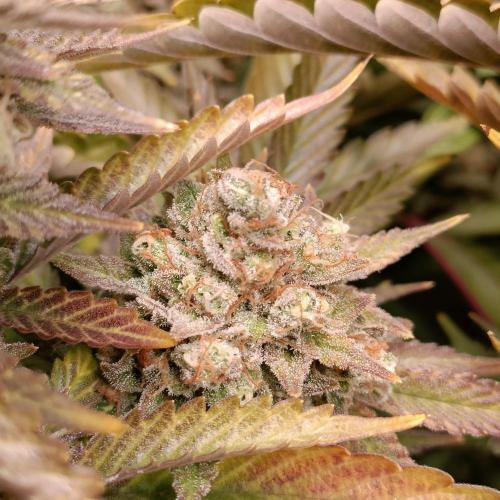 Dosi and lemons SuperVeg. Week 30 - Lemons