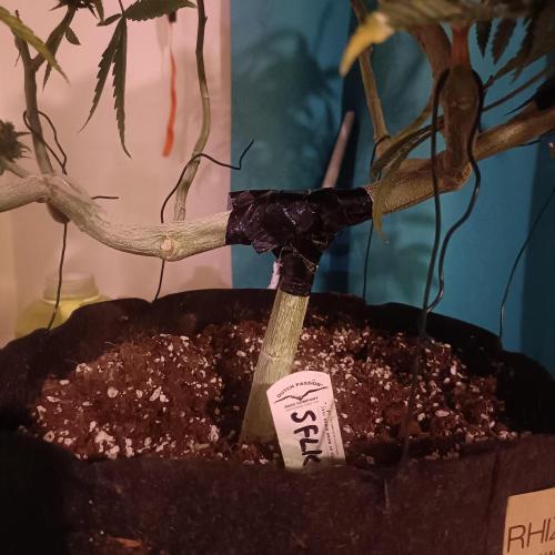 Dosi and lemons SuperVeg. Week 31 - Lemons