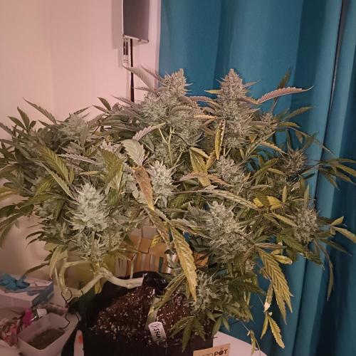 Dosi and lemons SuperVeg. Week 31 - Lemons