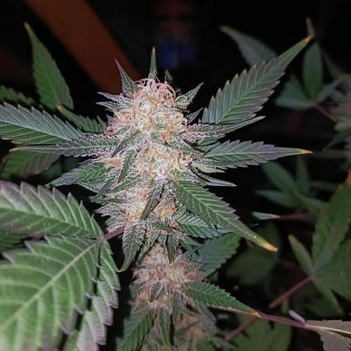 Dosi and lemons SuperVeg. Week 31 - Dosi