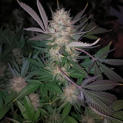 Dosi and lemons SuperVeg. Week 31 - Dosi