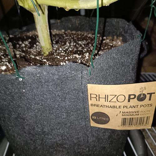 Dosi and lemons SuperVeg. Week 32 - Dosi