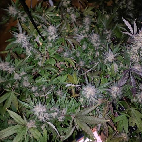 Dosi and lemons SuperVeg. Week 32 - Dosi