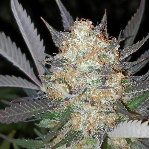 Dosi and lemons SuperVeg. Week 32 - Dosi