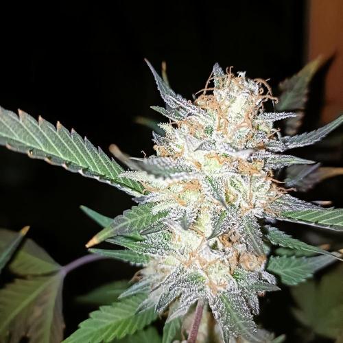 Dosi and lemons SuperVeg. Week 32 - Dosi