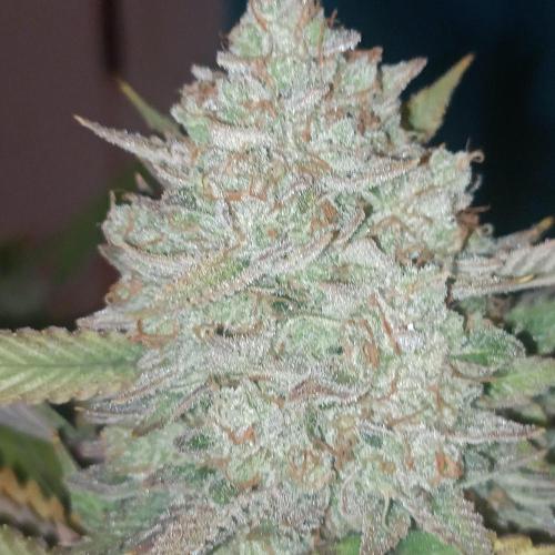 Dosi and lemons SuperVeg. Week 33