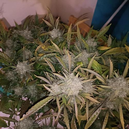 Dosi and lemons SuperVeg. Week 33