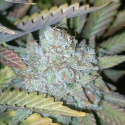 Dosi and lemons SuperVeg. Week 33