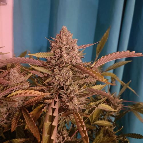 Dosi and lemons SuperVeg. Week 33