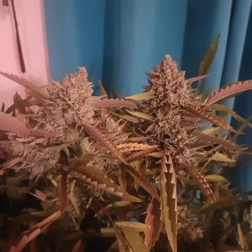 Dosi and lemons SuperVeg. Week 33