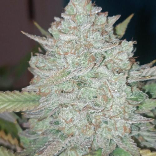 Dosi and lemons SuperVeg. Week 33