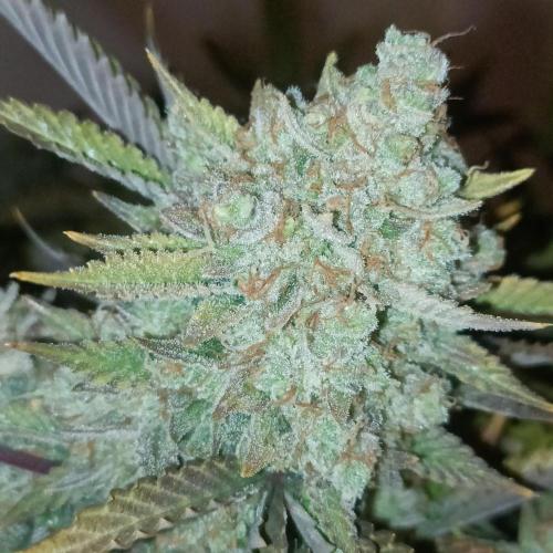 Dosi and lemons SuperVeg. Week 33