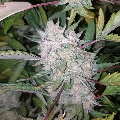 Dosi and lemons SuperVeg. Week 33