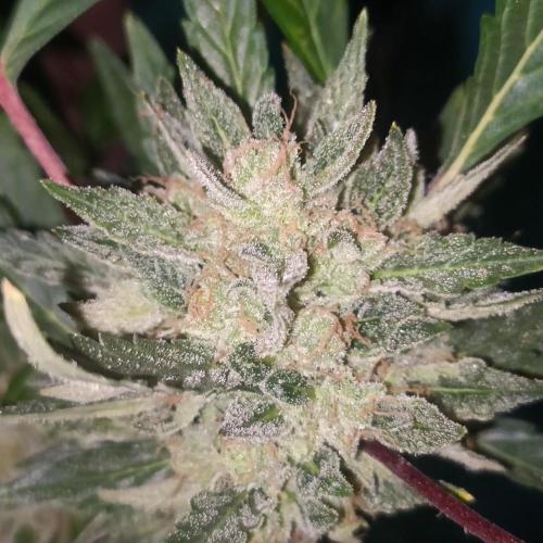 Dosi and lemons SuperVeg. Week 33