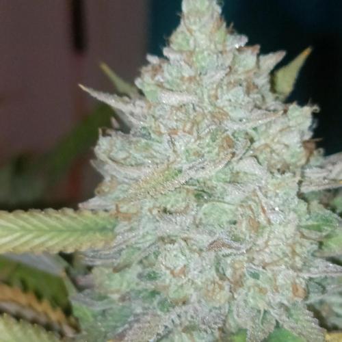 Dosi and lemons SuperVeg. Week 33