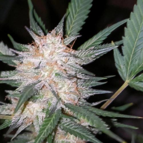 Dosi and lemons SuperVeg. Week 33 - Dosi