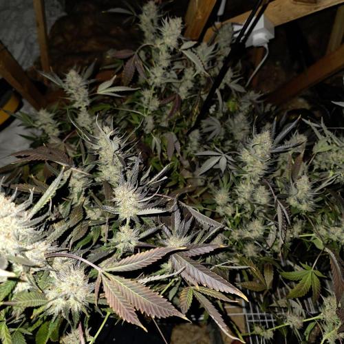 Dosi and lemons SuperVeg. Week 34