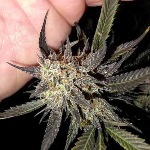 Dosi and lemons SuperVeg. Week 34