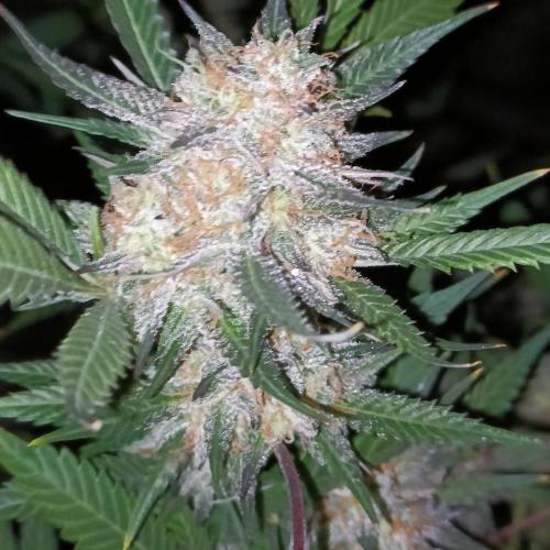 Dosi and lemons SuperVeg. Week 34