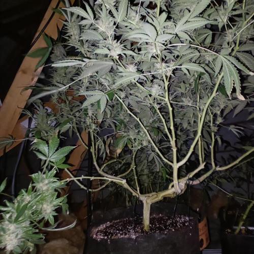 Dosi and lemons SuperVeg. Week 34