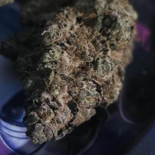 Papaya mix 420s. Week 22