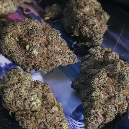 Papaya mix 420s. Week 22