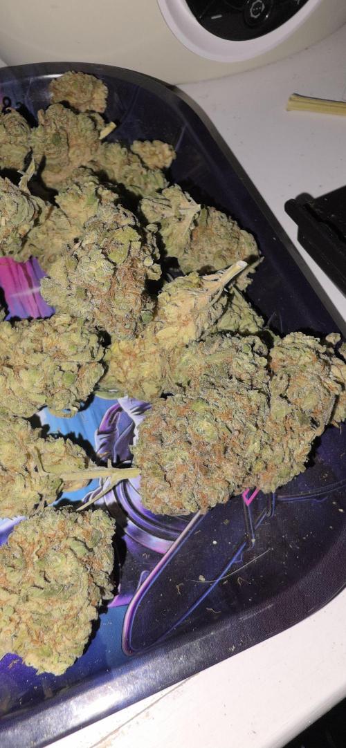 Papaya mix 420s. Week 22