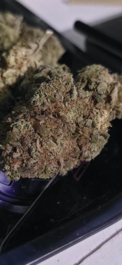 Papaya mix 420s. Week 22