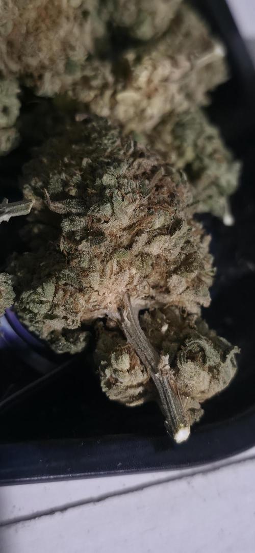 Papaya mix 420s. Week 22