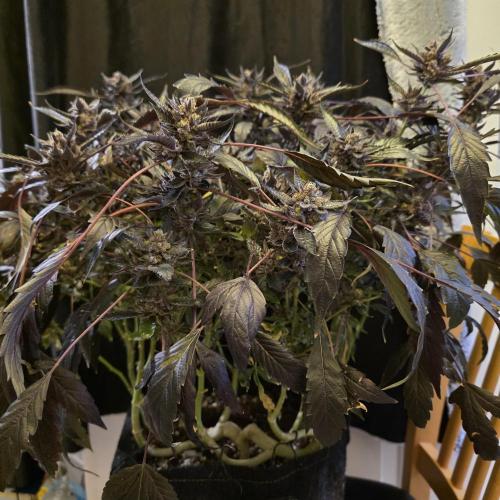 1st Test Run SSSC x Dutch P. Week 35