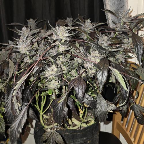 1st Test Run SSSC x Dutch P. Week 35