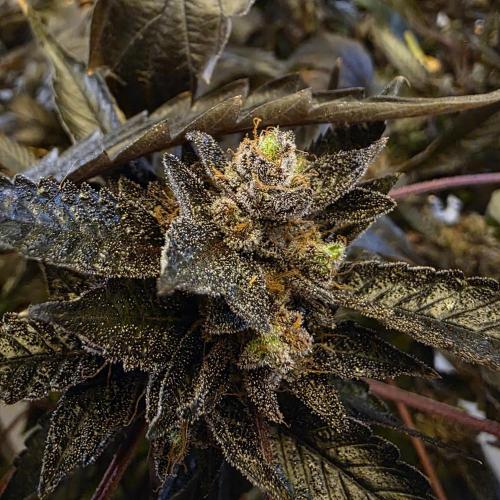 1st Test Run SSSC x Dutch P. Week 35