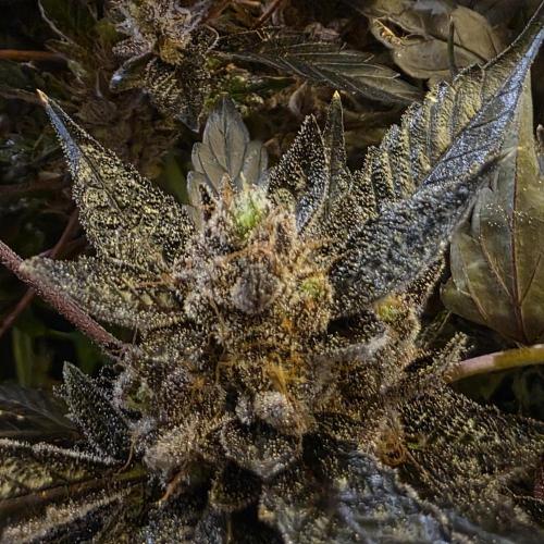 1st Test Run SSSC x Dutch P. Week 35