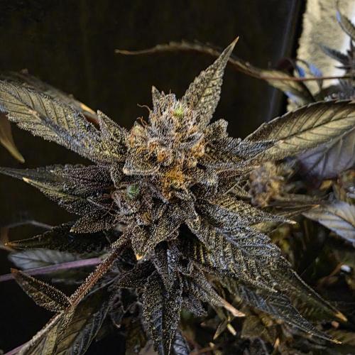 1st Test Run SSSC x Dutch P. Week 35