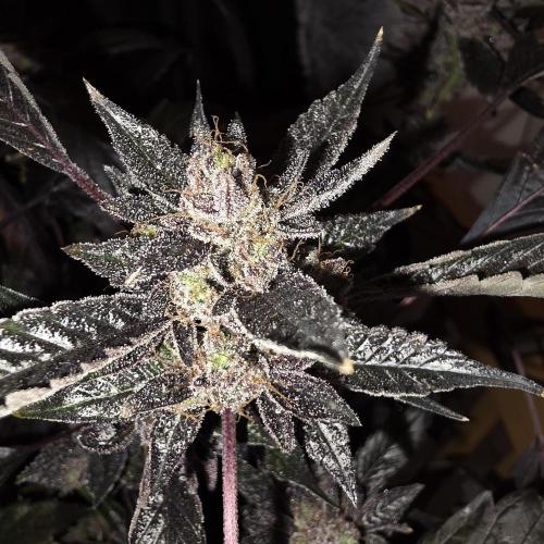 1st Test Run SSSC x Dutch P. Week 35