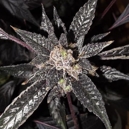 1st Test Run SSSC x Dutch P. Week 35