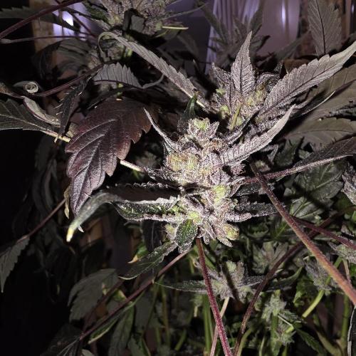 1st Test Run SSSC x Dutch P. Week 35